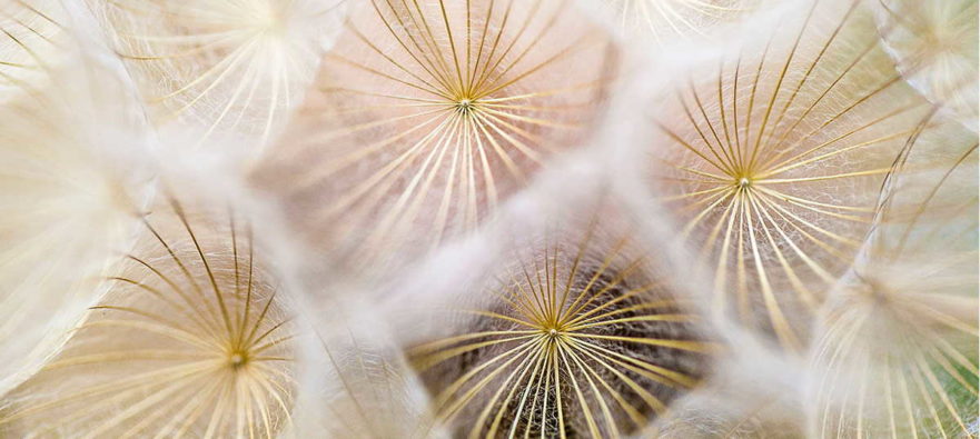 The magic of networks_dandelion